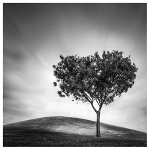 lonely tree black and white long exposure landscape by Johnny Kerr