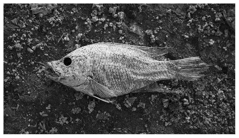 Salton Sea fish corpse decay by Johnny Kerr