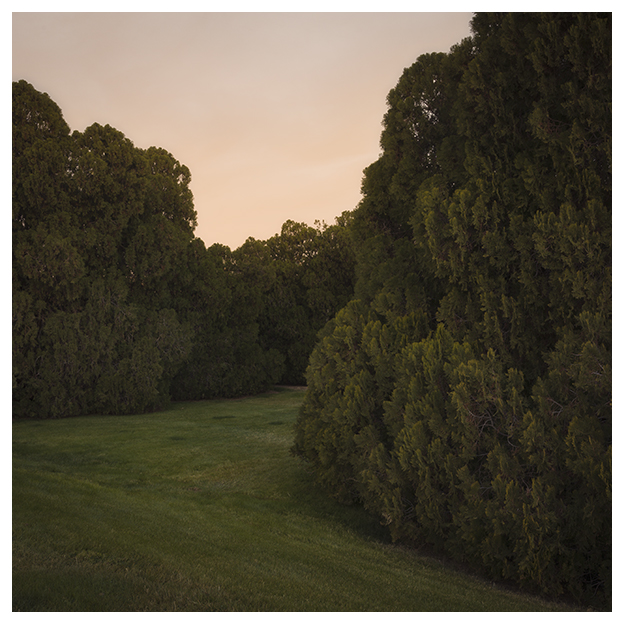 Cypress Tree landscape ASU Tempe by Johnny Kerr